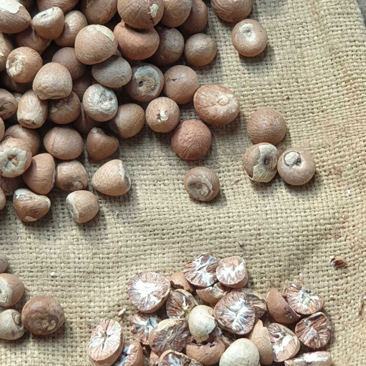 Whole Betelnut