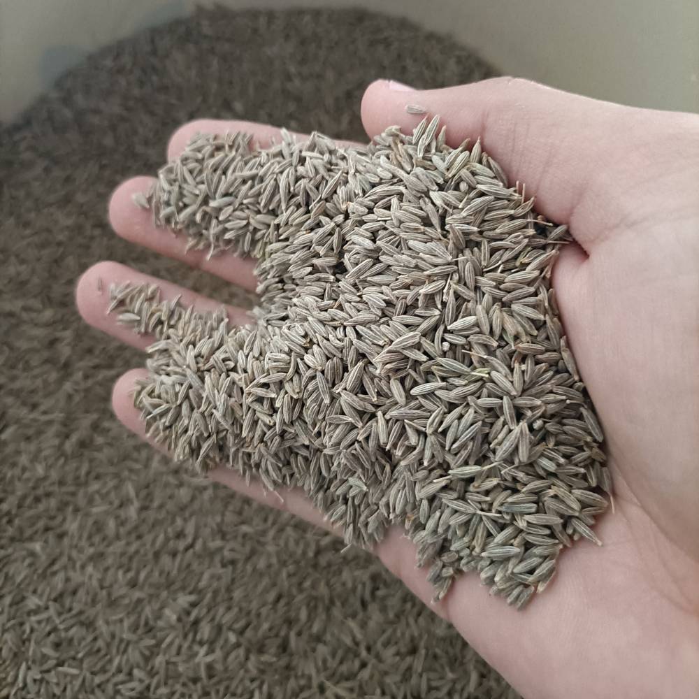 Cumin Seeds-Singapore 99 Variety
